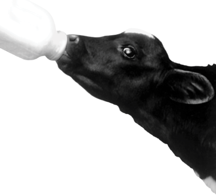 Becerra holstein alimentada con sustituto de leche KalberMilch 