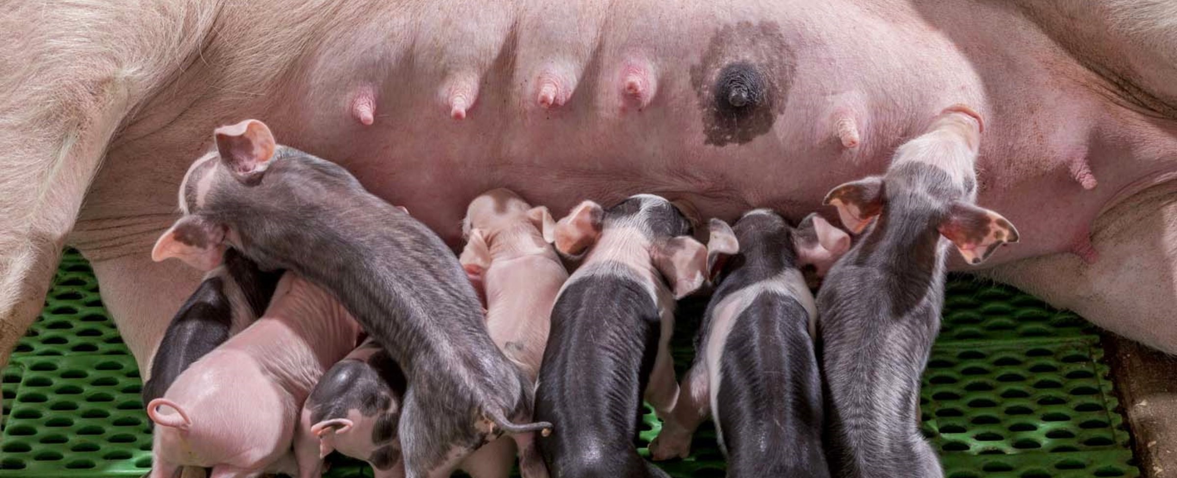 Preventing disease in sows