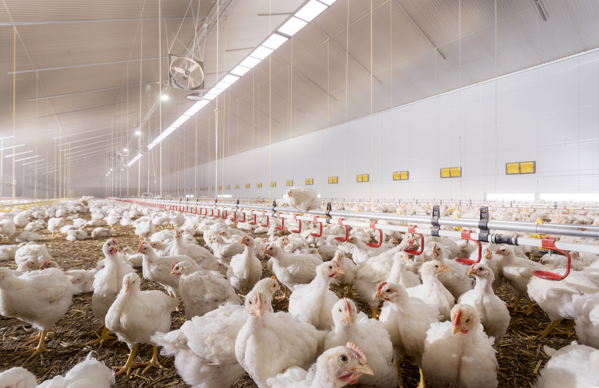 Ensure optimal production in layers with uniform rearing weight