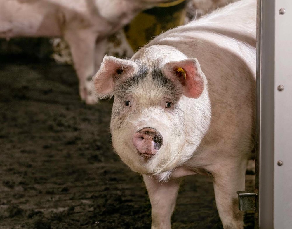 Sow health