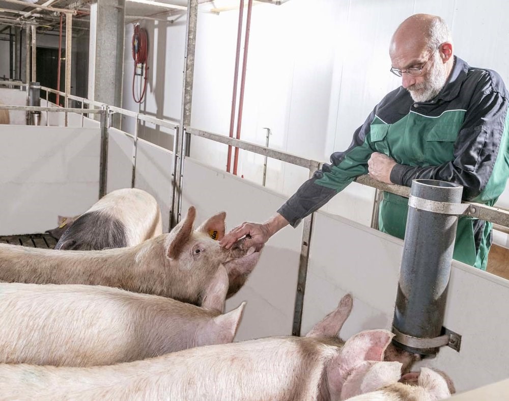 Managing feed intake of modern sows