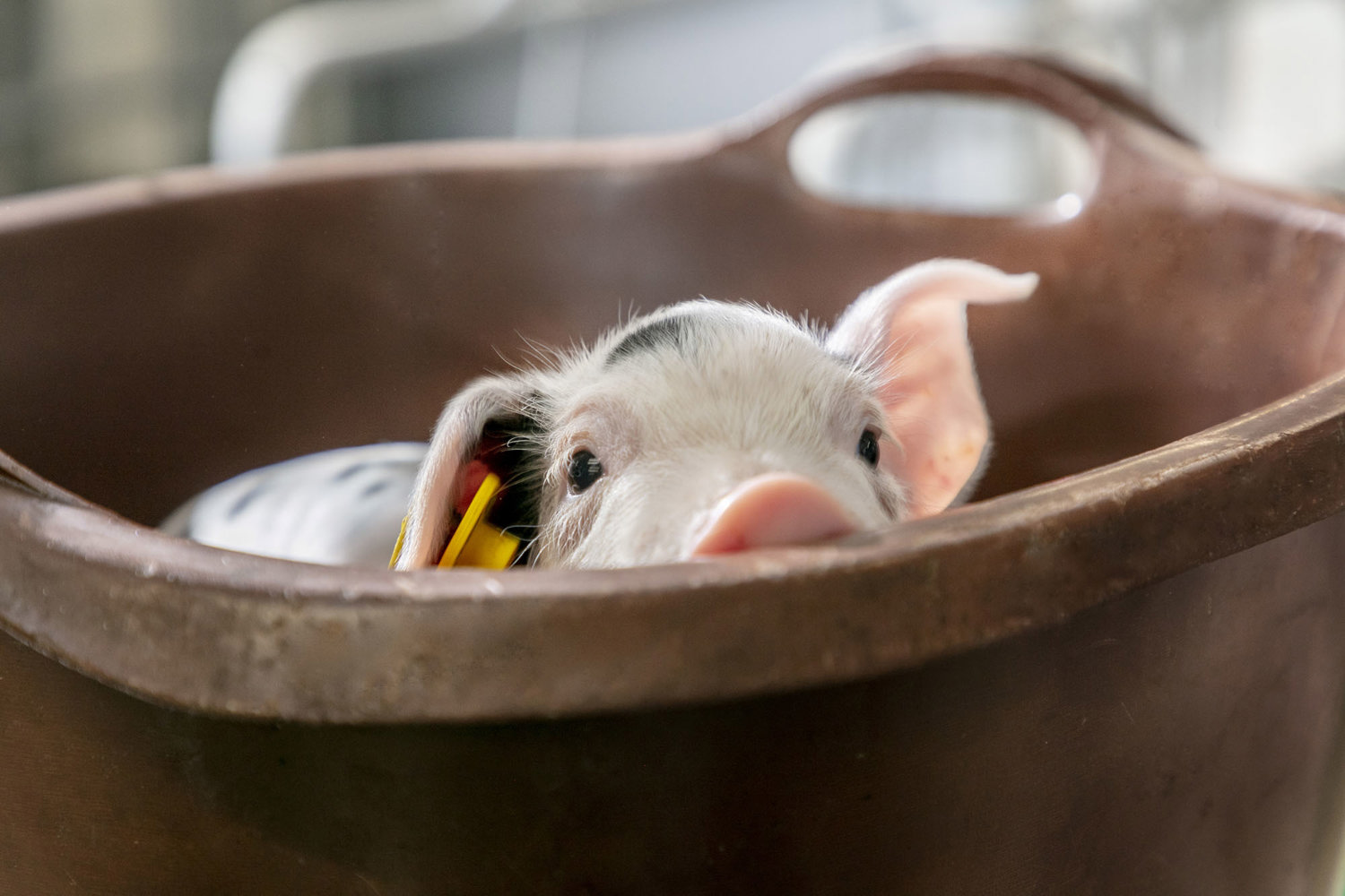 Desempeño en la Cerda