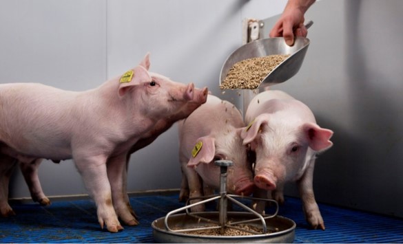Manejo de agua y alimento en la Cerda
