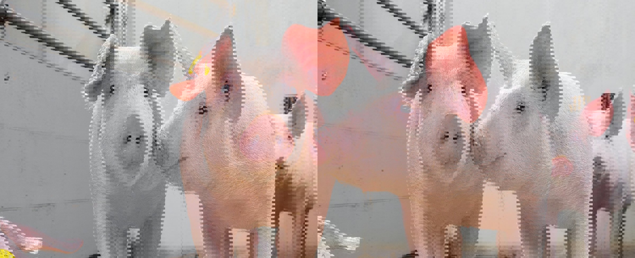 Controlling Salmonella in piglets