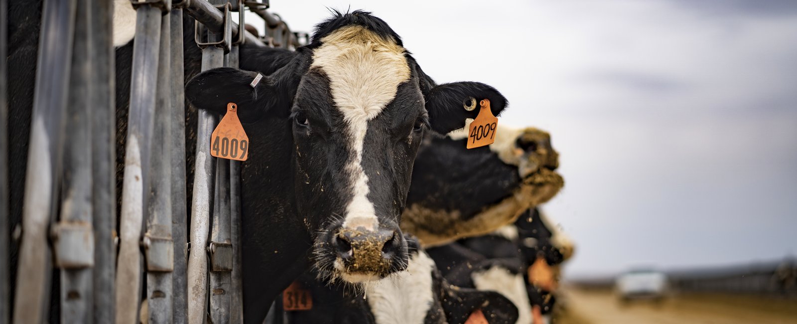 Ruminants Research Centre