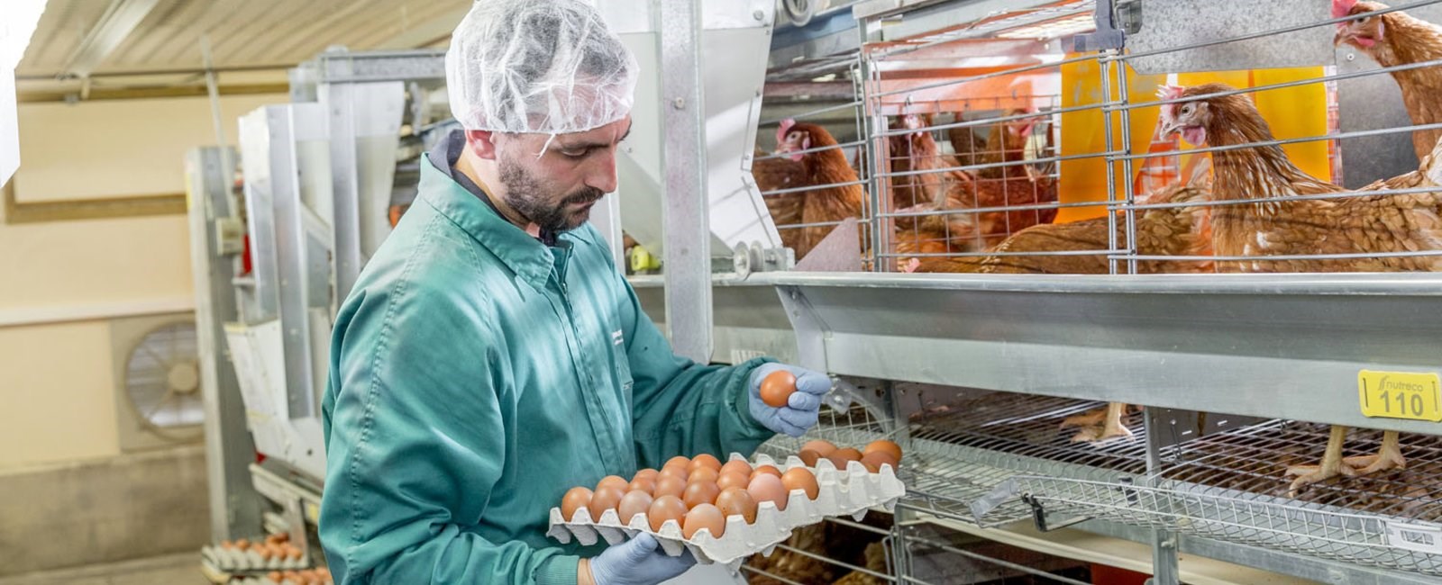 Maximising egg production in layers