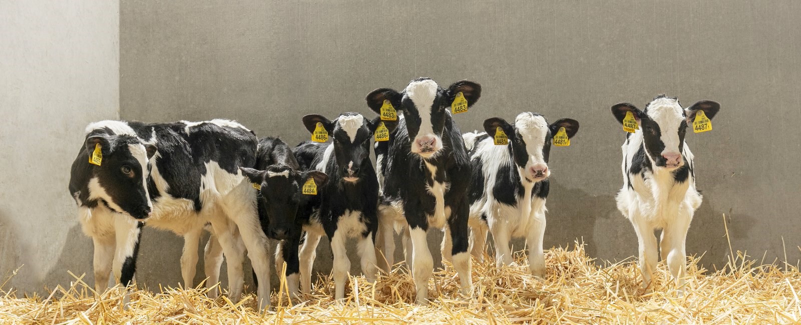 A healthy-looking group of calves, close to weaning