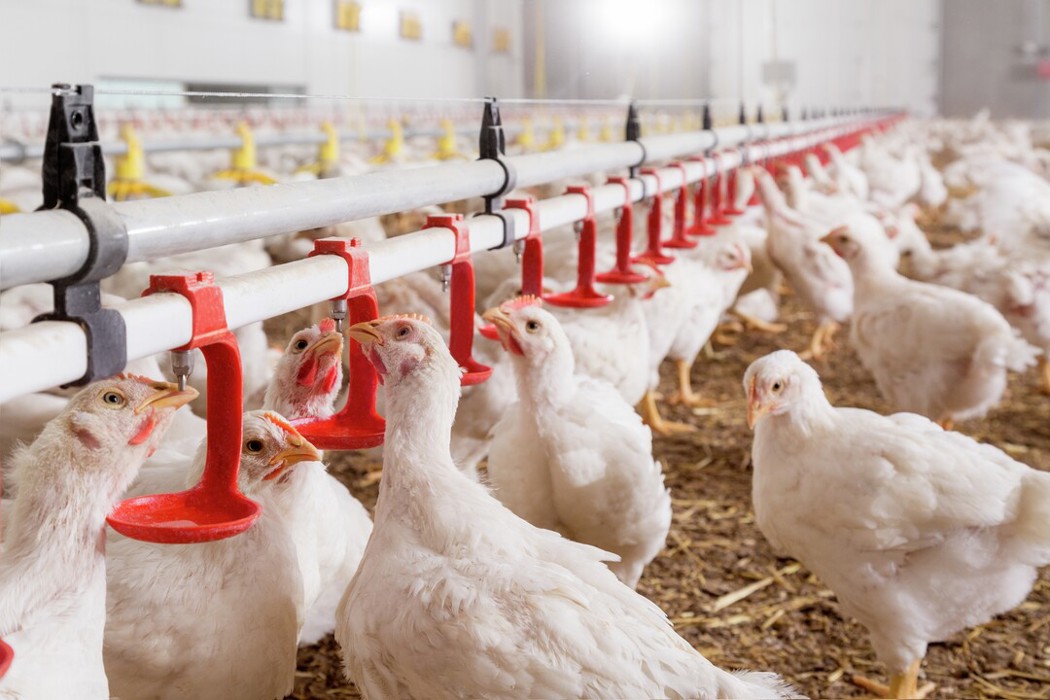 Manejo de agua y alimento en pollos de engorda - TN Mexico