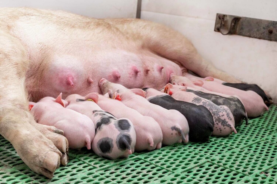 Managing piglet weaning