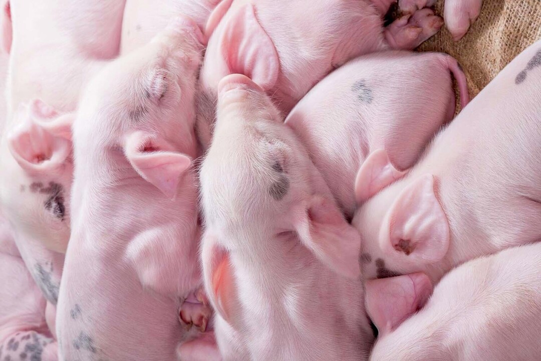 Piglet vitality and mortality