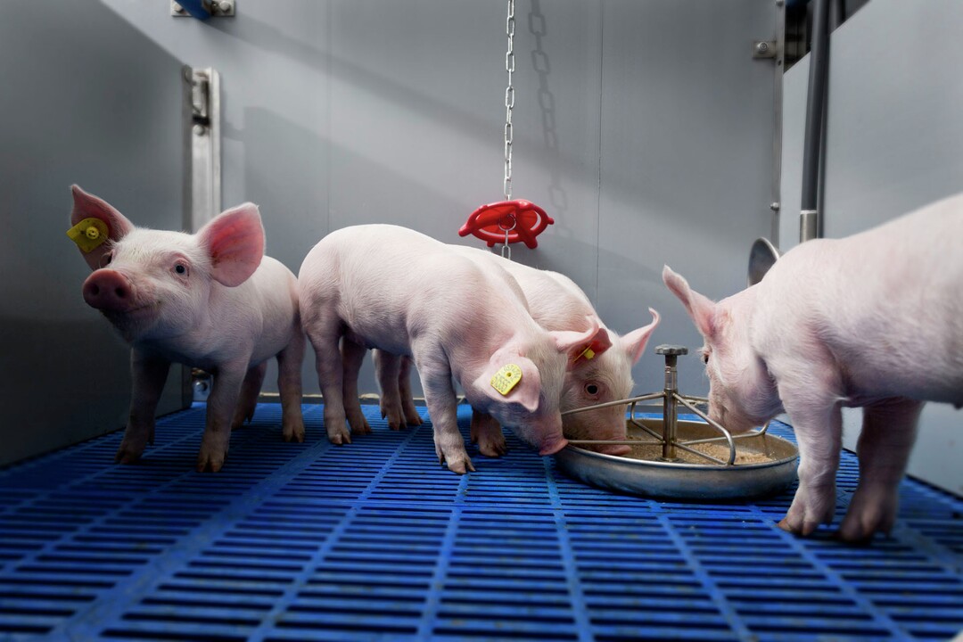 Piglets feed and water management